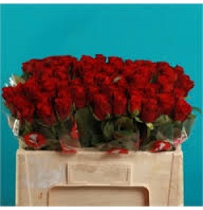 ΤΡΙΑΝΤΑΦΥΛΛΑ ΚΟΚΚΙΝΑ 60εκ.  ROSEN  RED RIBBON
